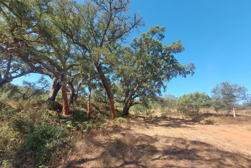 herdadeCercal turismo rural cork trees (18)