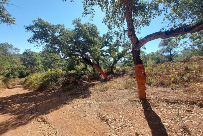 herdadeCercal turismo rural cork trees (24)
