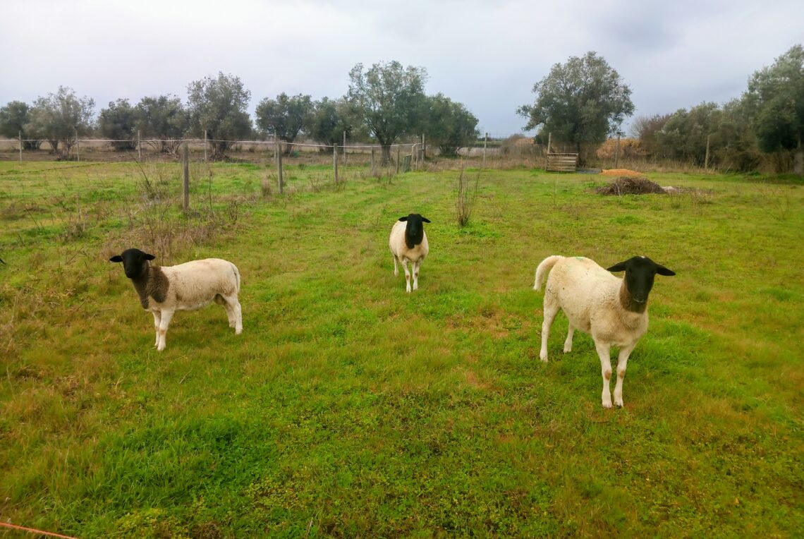sheep~2